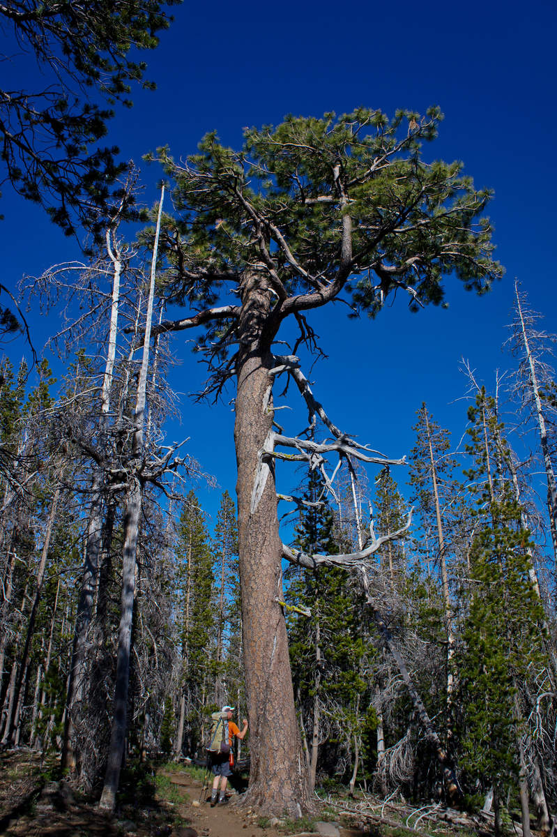 Lucky Pondy Tree (a tap on the way-out is better than none at all)