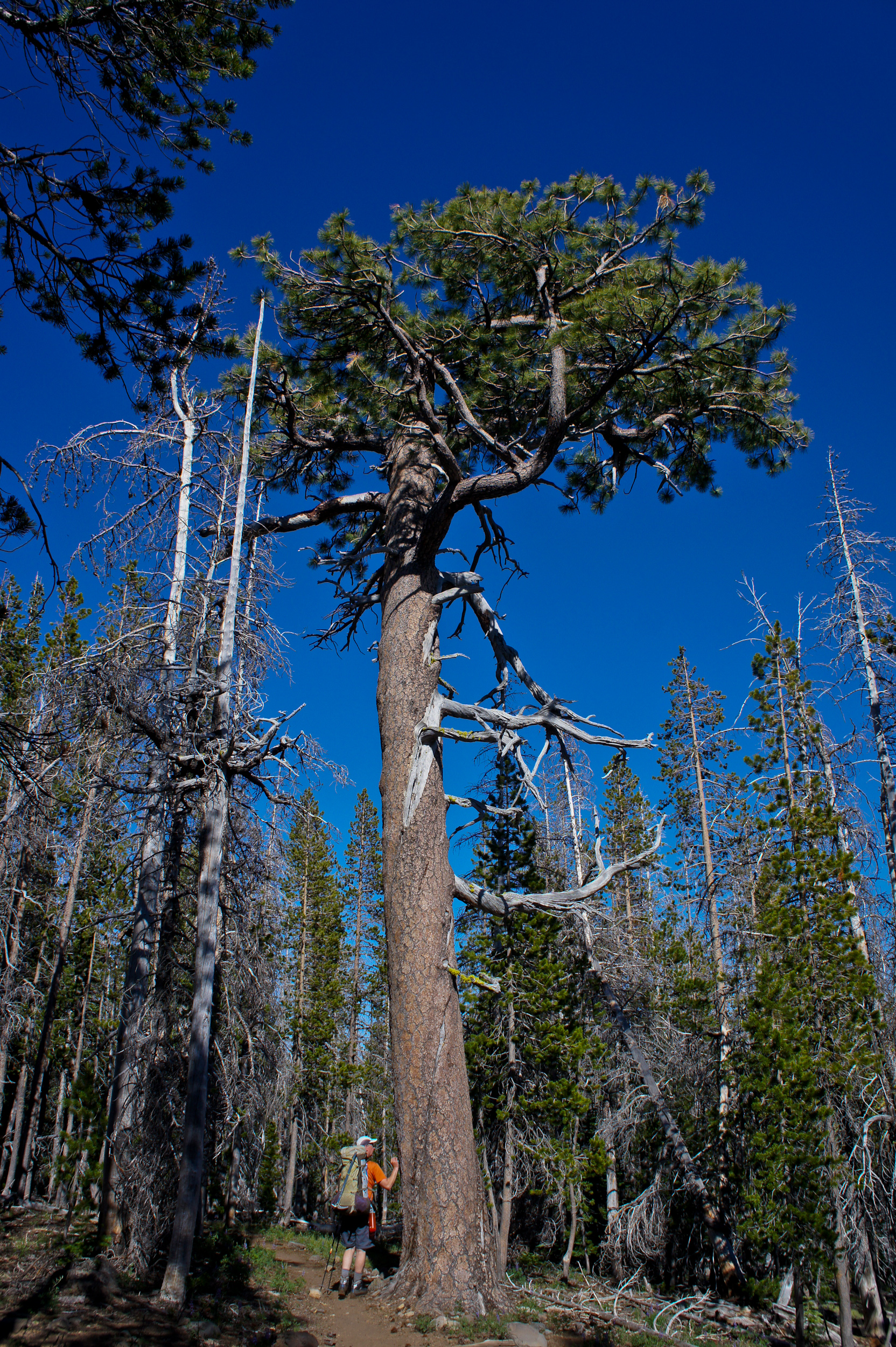Lucky Pondy Tree (a tap on the way-out is better than none at all)