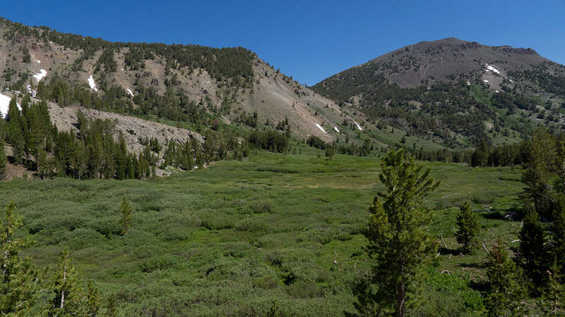 Looking up toward Mt. Rose from the meadow