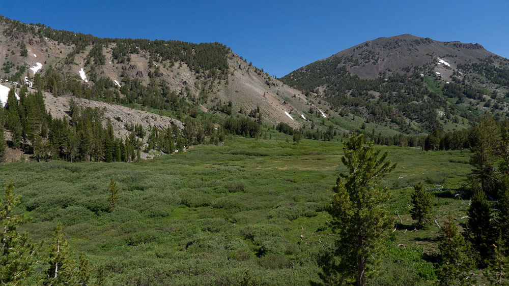 Looking up toward Mt. Rose from the meadow