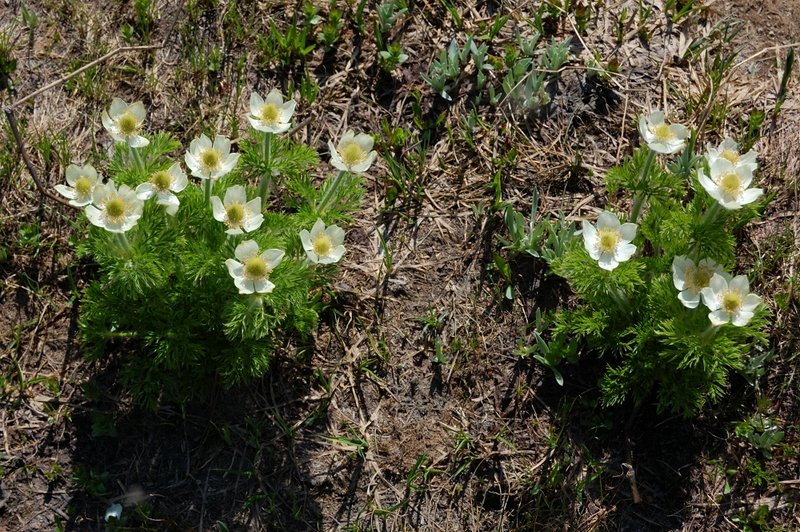Pasque Flowers?