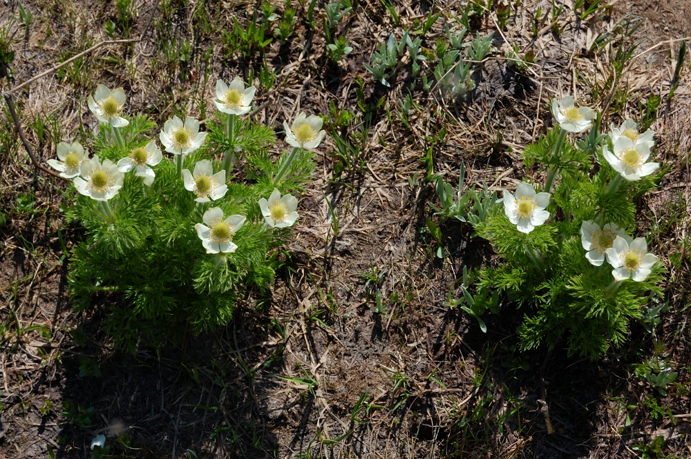 Pasque Flowers?