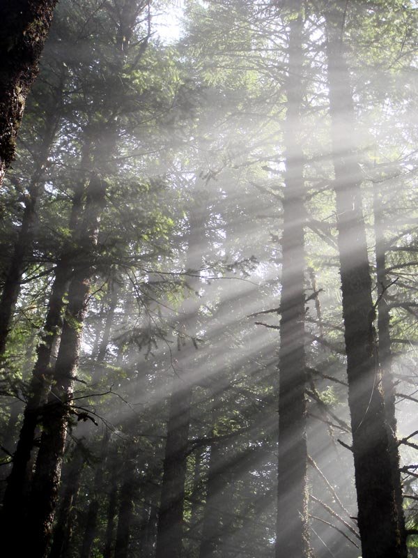 Misty light on Ruckel Ridge