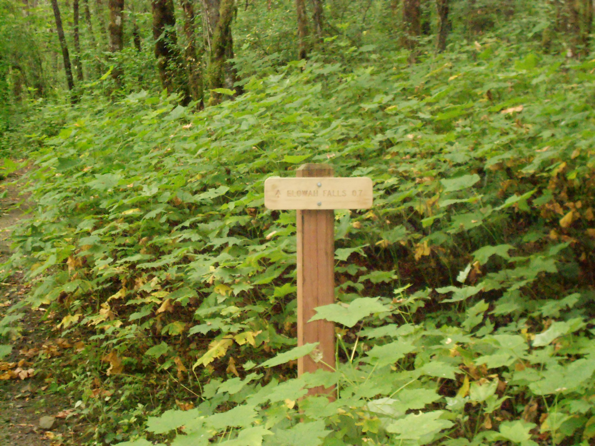New sign to Elowah Falls