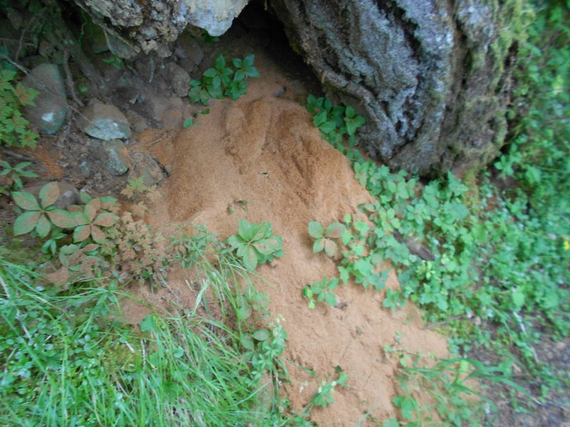 Ants are doing they thing...