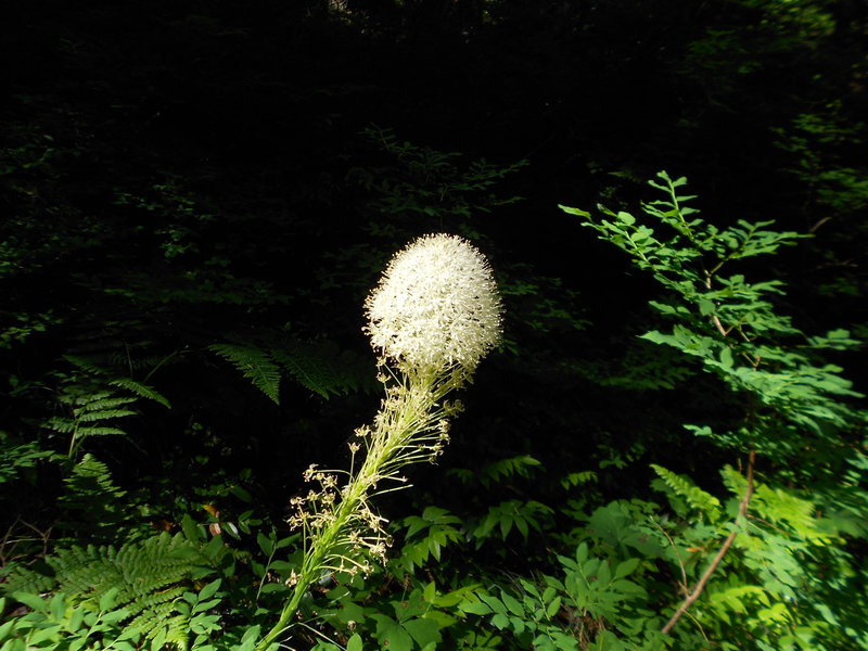 The last bear grass blume...