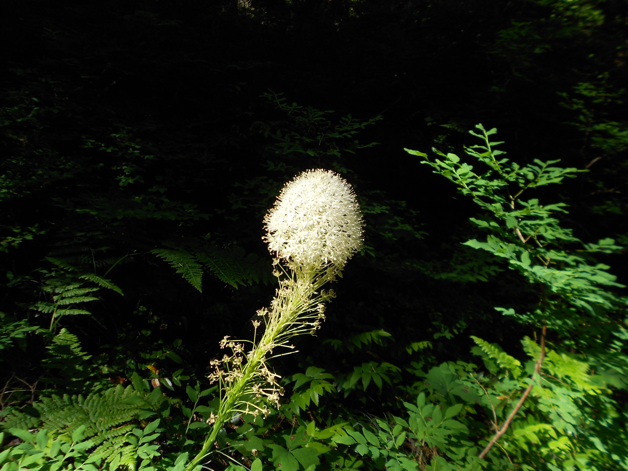 The last bear grass blume...