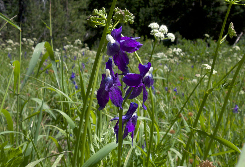 I'm still trying to identify this flower
