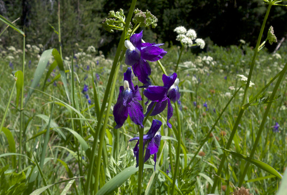 I'm still trying to identify this flower
