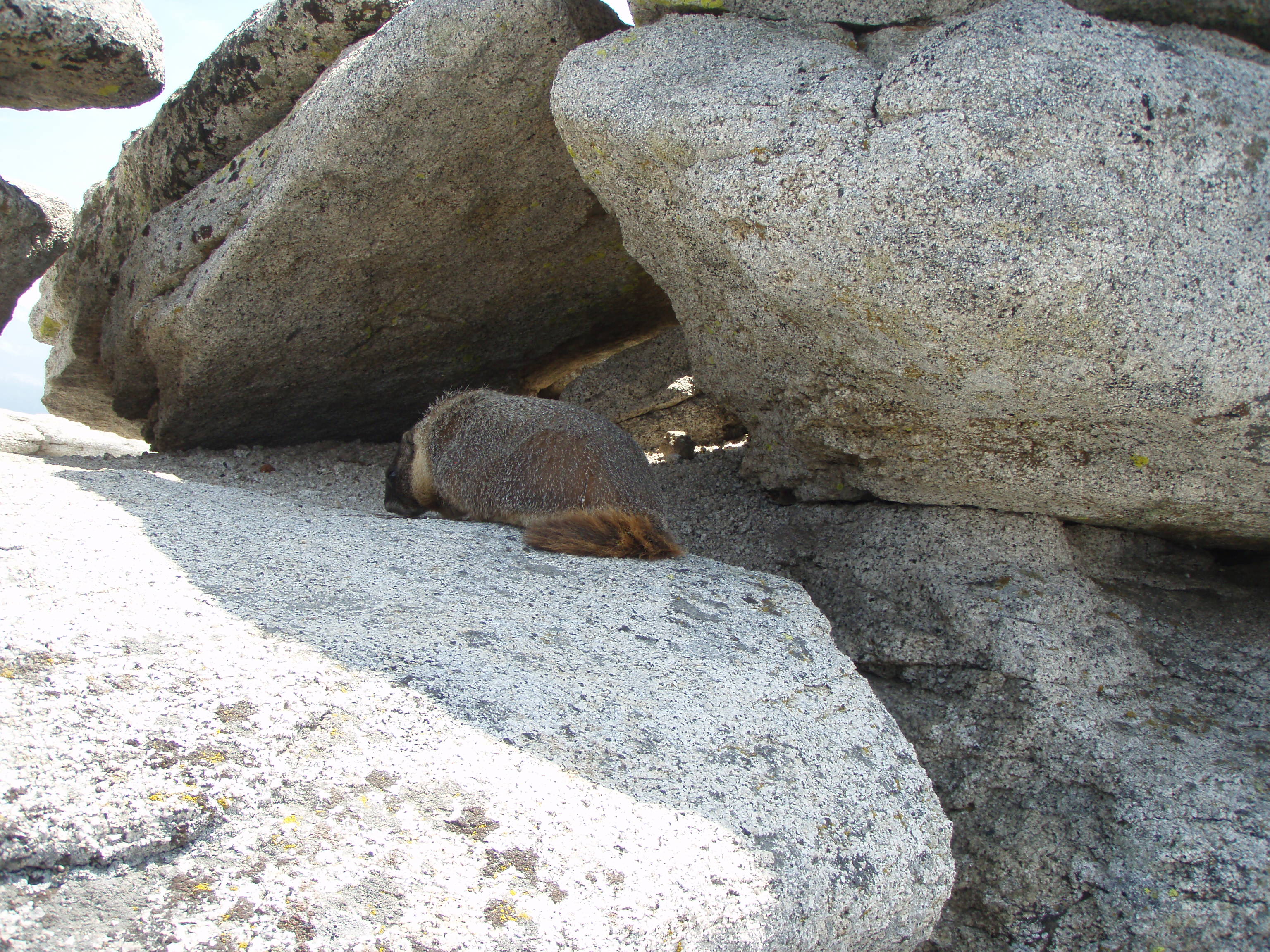 Marmot