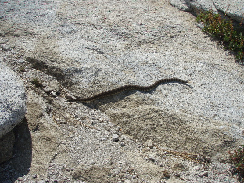 Rattlesnake on the subdome