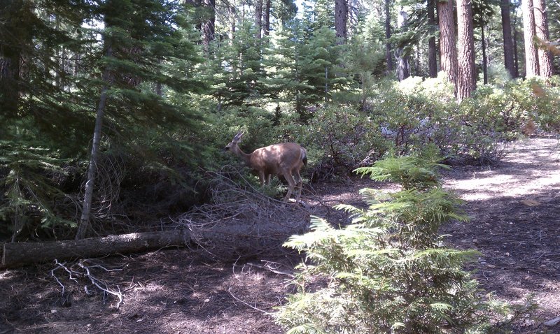 Deer