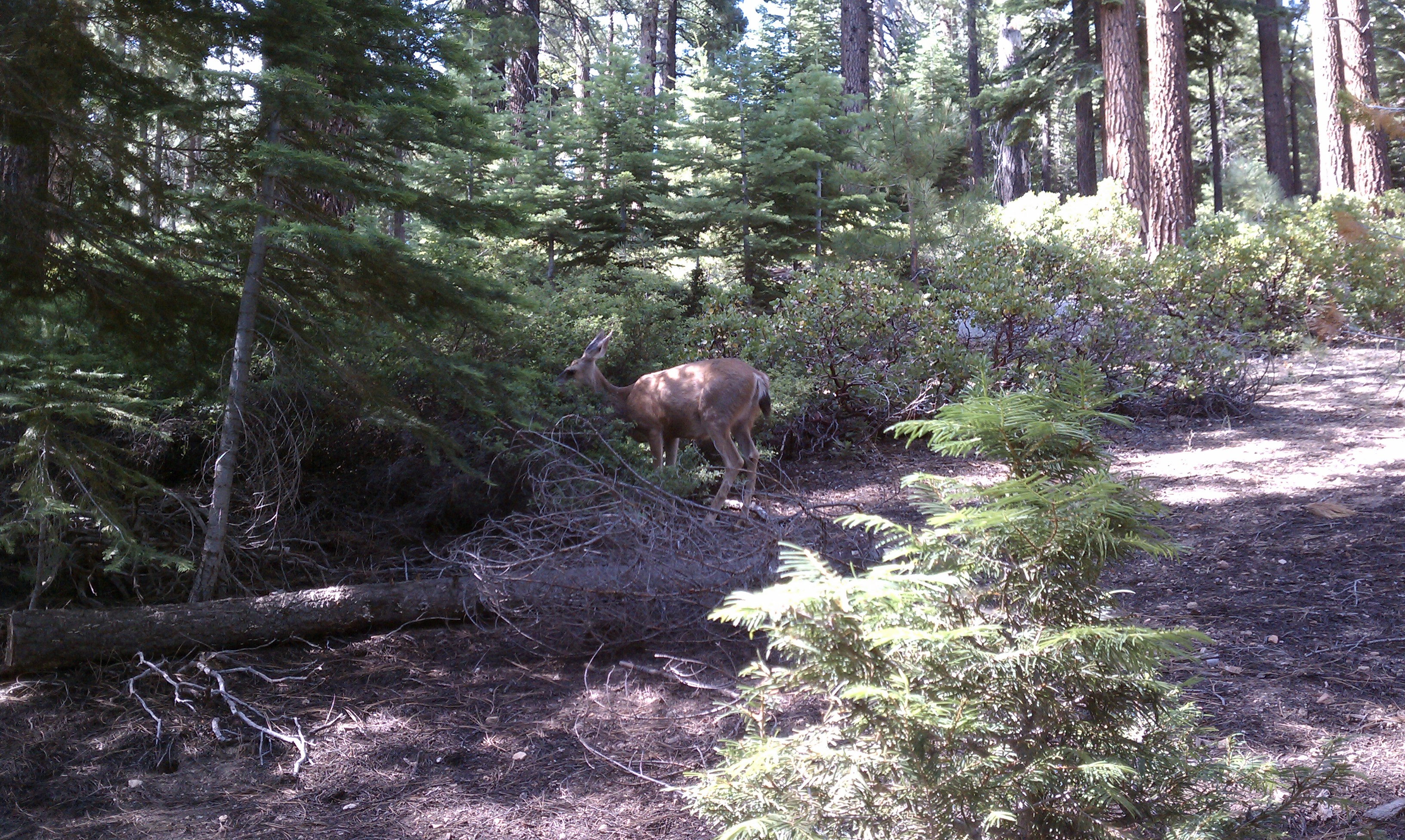 Deer