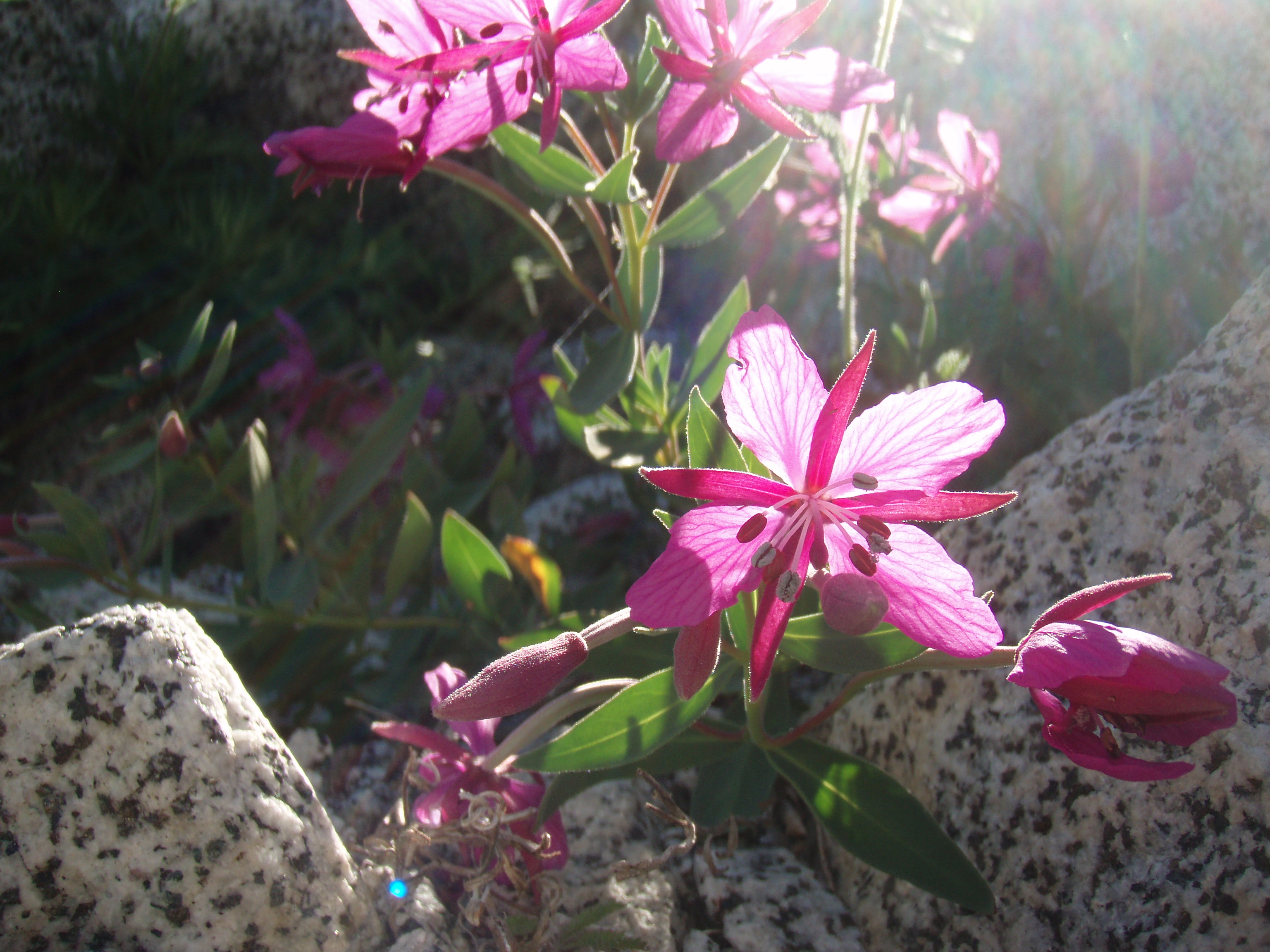 evening primrose