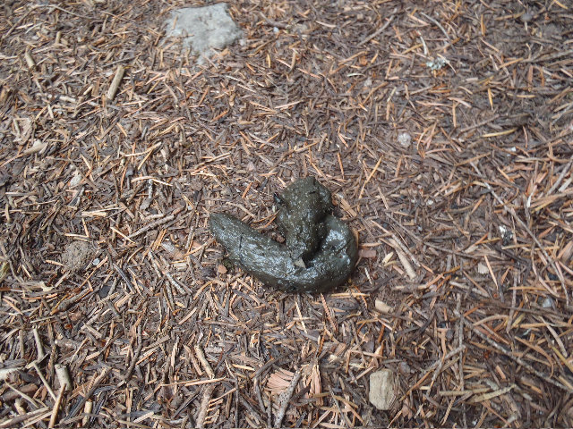VERY FRESH scat, almost steamy, Mayhem started crying and got scared, I had to give him a hug to make him calm down