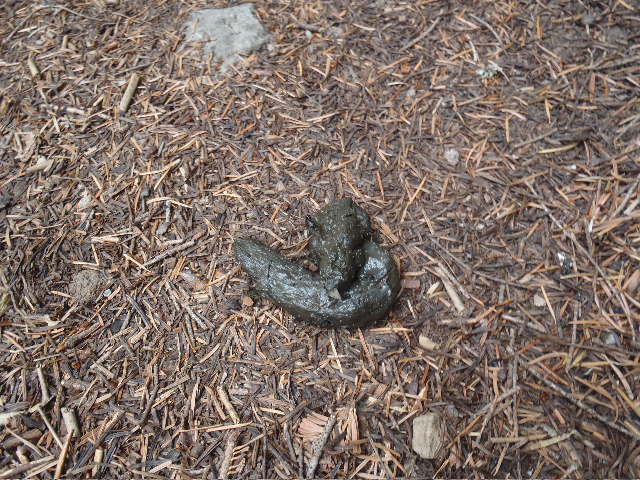 VERY FRESH scat, almost steamy, Mayhem started crying and got scared, I had to give him a hug to make him calm down