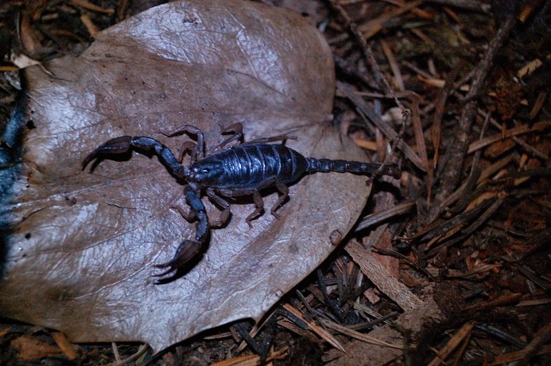 "Wildlife" at the camp - another reason to store the boots in the tent at night