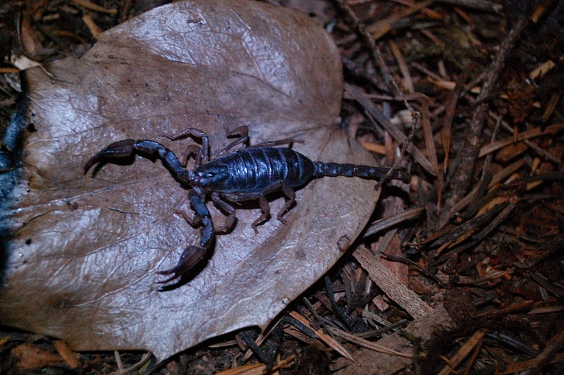 "Wildlife" at the camp - another reason to store the boots in the tent at night