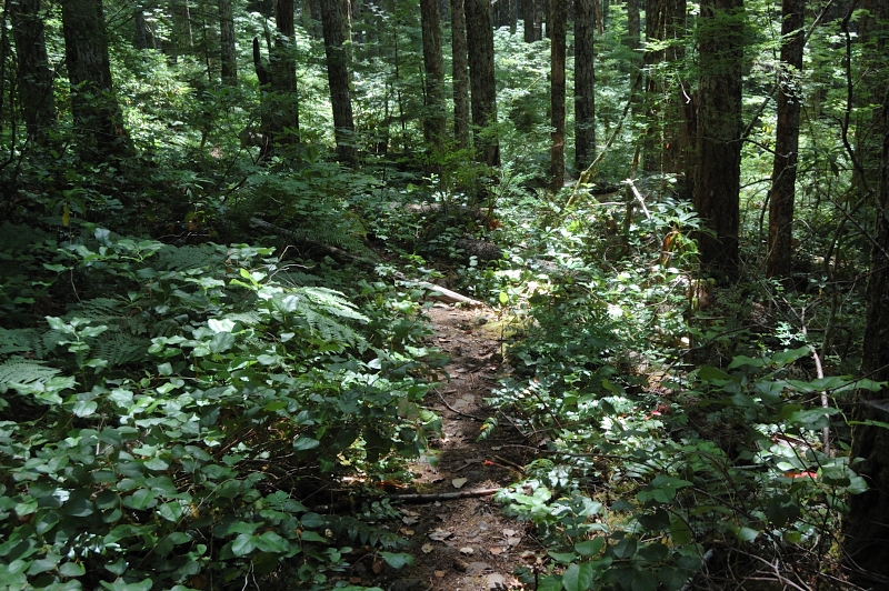 Eagle-Tanner cutoff trail is thin, but never hard to follow