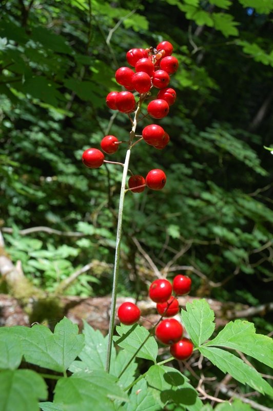 These are probably poisonous, but look nice