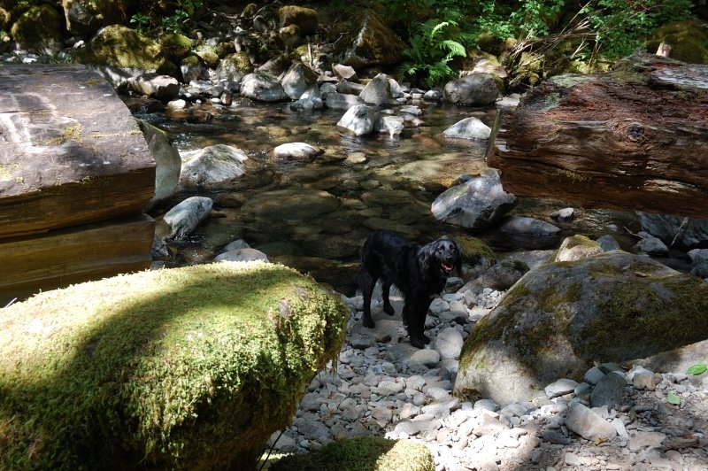 At Eagle Creek Crossing. The creek is pretty low right now, hikes across on large rocks without changing the boots. There is a campsite just before the crossing