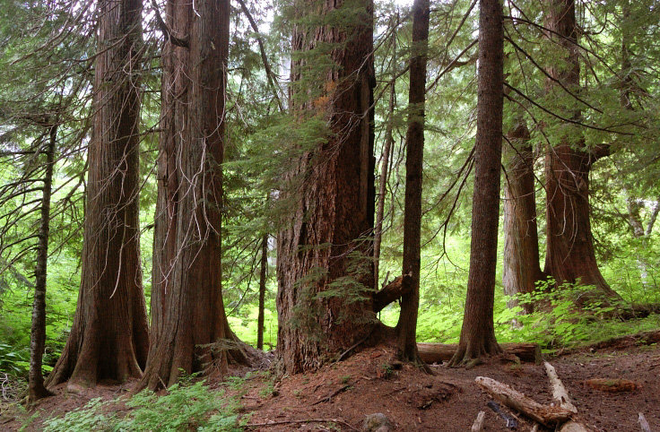 Big cedars at Big Cedar Spring. There are another 2-3 camp spots, a good midway location if you do it in 2 days. There is a stream just after the camp.