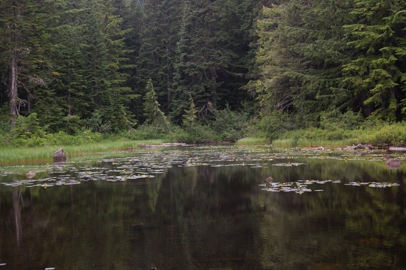 Thrush Pond (the source of Eagle Creek) is about 50 yards left off the trail. It's nice with yellow lilies blooming, and some flat ground nearby, but no established campsites as I could see