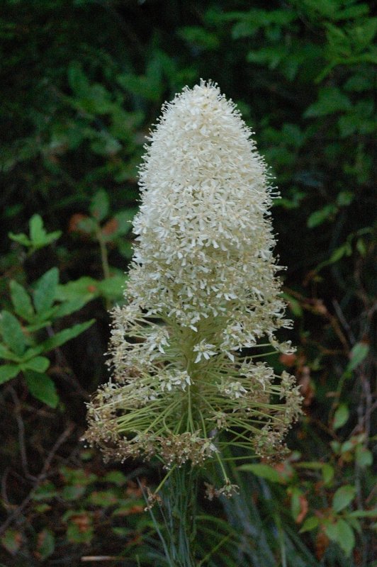 The last beargrass