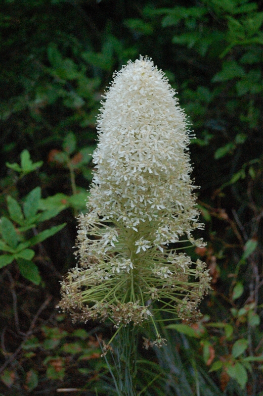The last beargrass