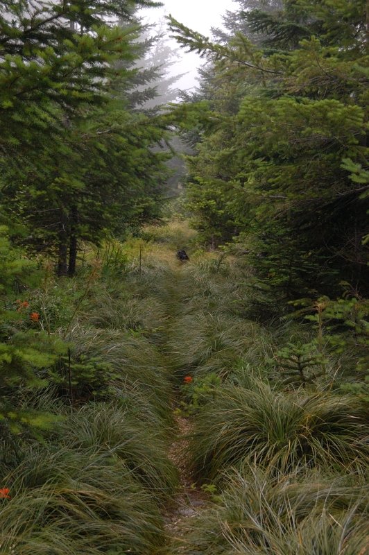 The trail goes through beargrass meadows for a couple of miles; the grass obscured the footing which slowed me down