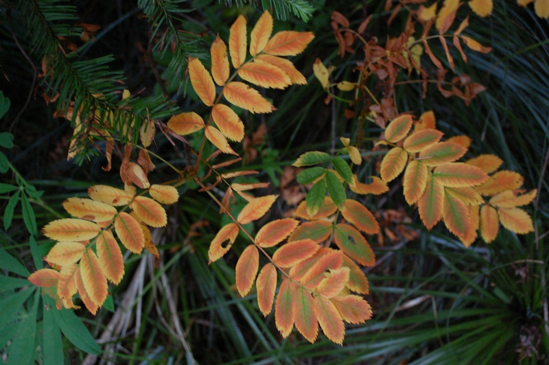 Mountain ash seemed confused with this summer weather, with both still-green berries and yellow leaves on the same plants