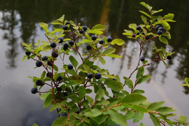 Some good black huckleberries there  (the tasty kind)