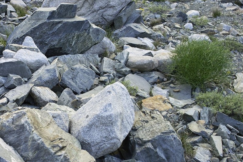 Pika.