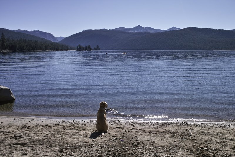 This guy lives here. One lucky dog.