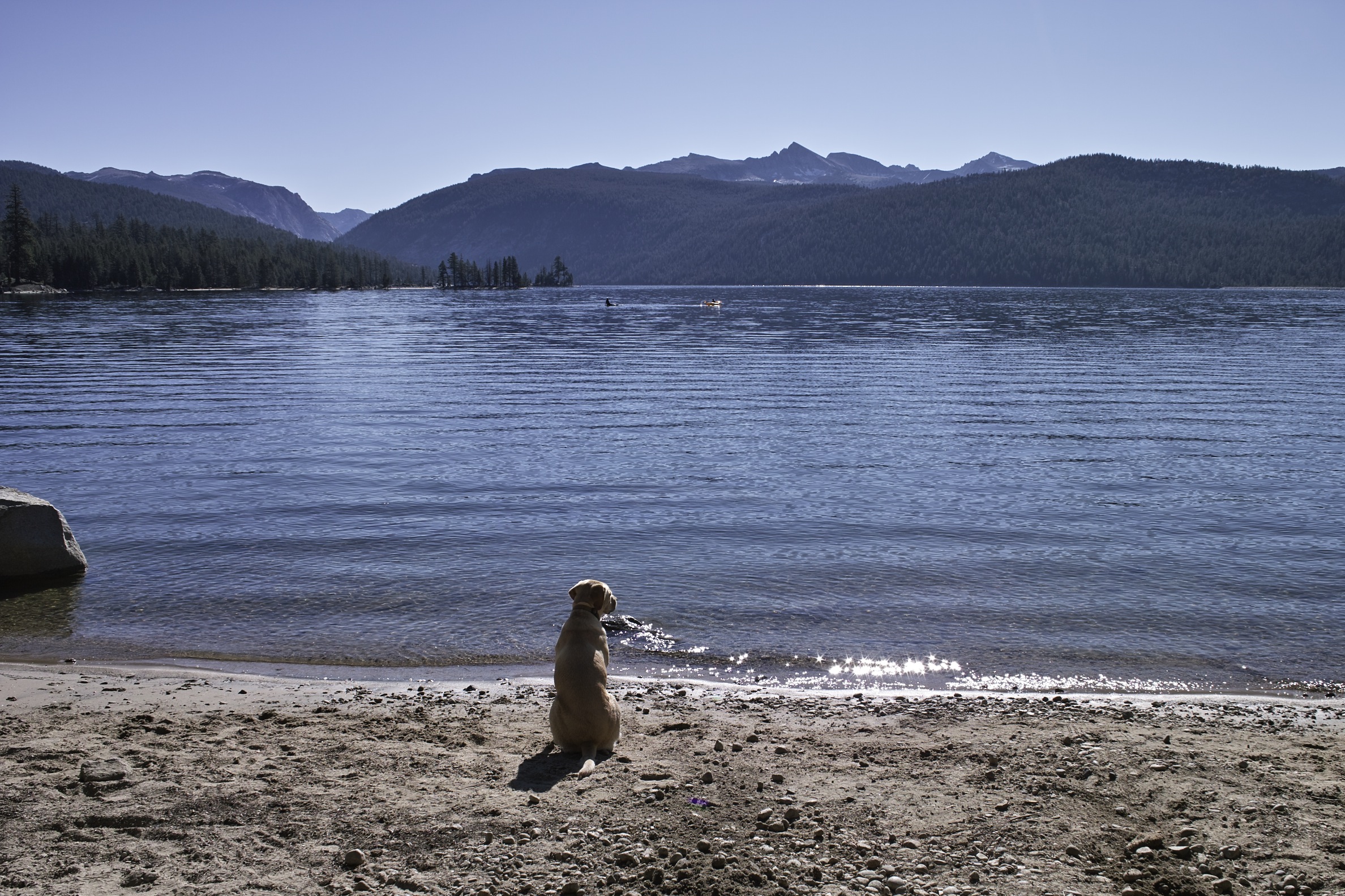 This guy lives here. One lucky dog.