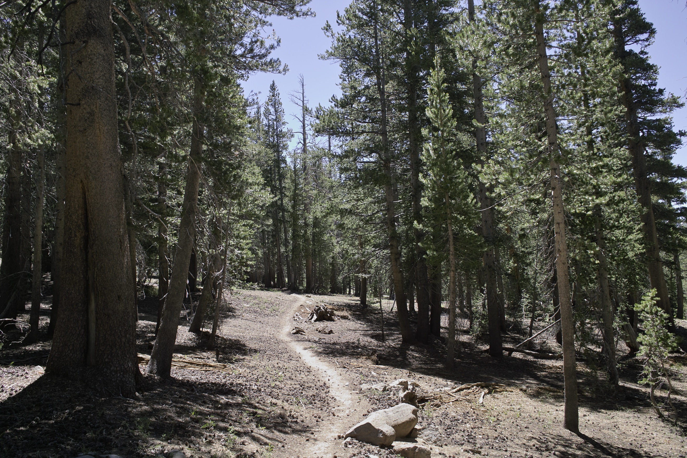 Dusty Bear Ridge.