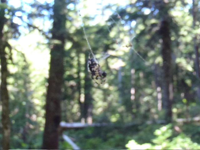 Don's Spider by Mayhem