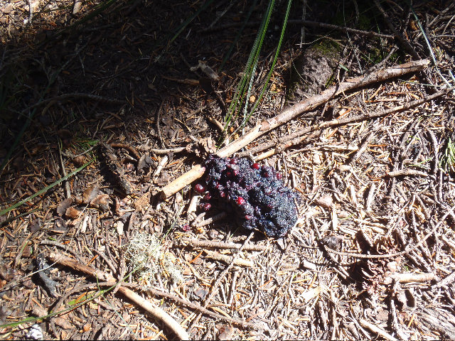 Bear Scat somewhere, by Mayhem