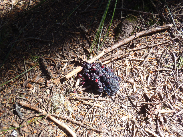 Bear Scat somewhere, by Mayhem