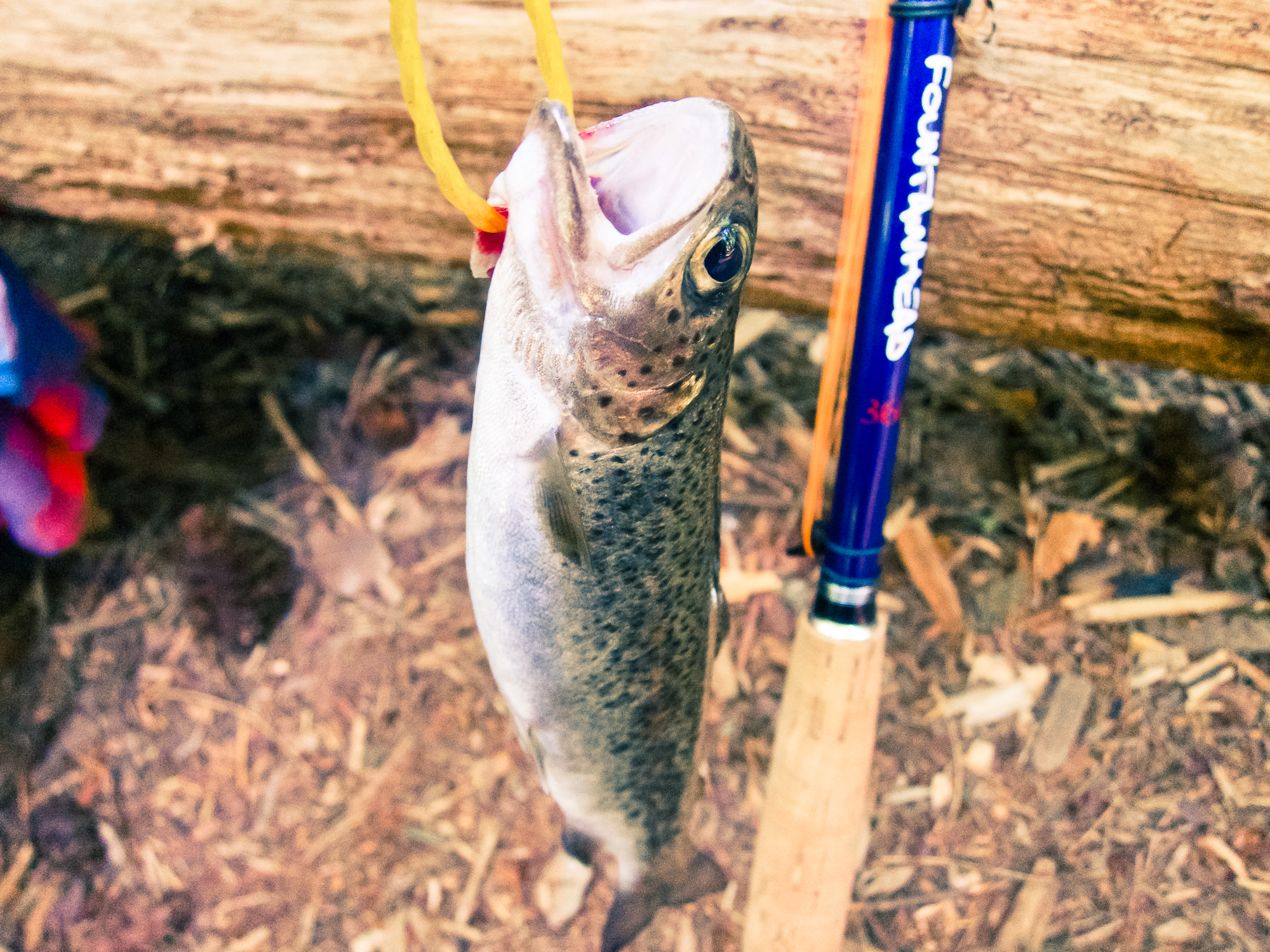 Lunch trout. This guy was for the…