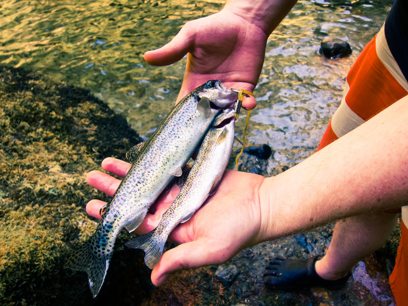 Dinner trouts.