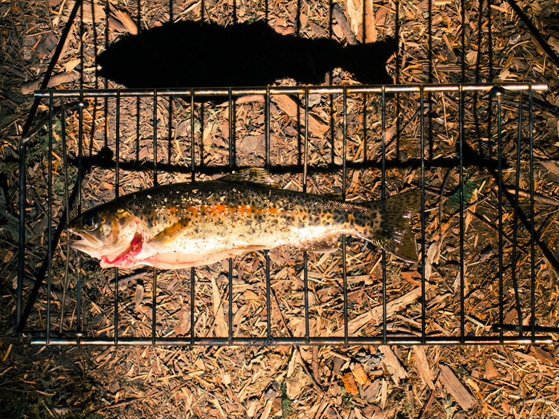 Breakfast trout