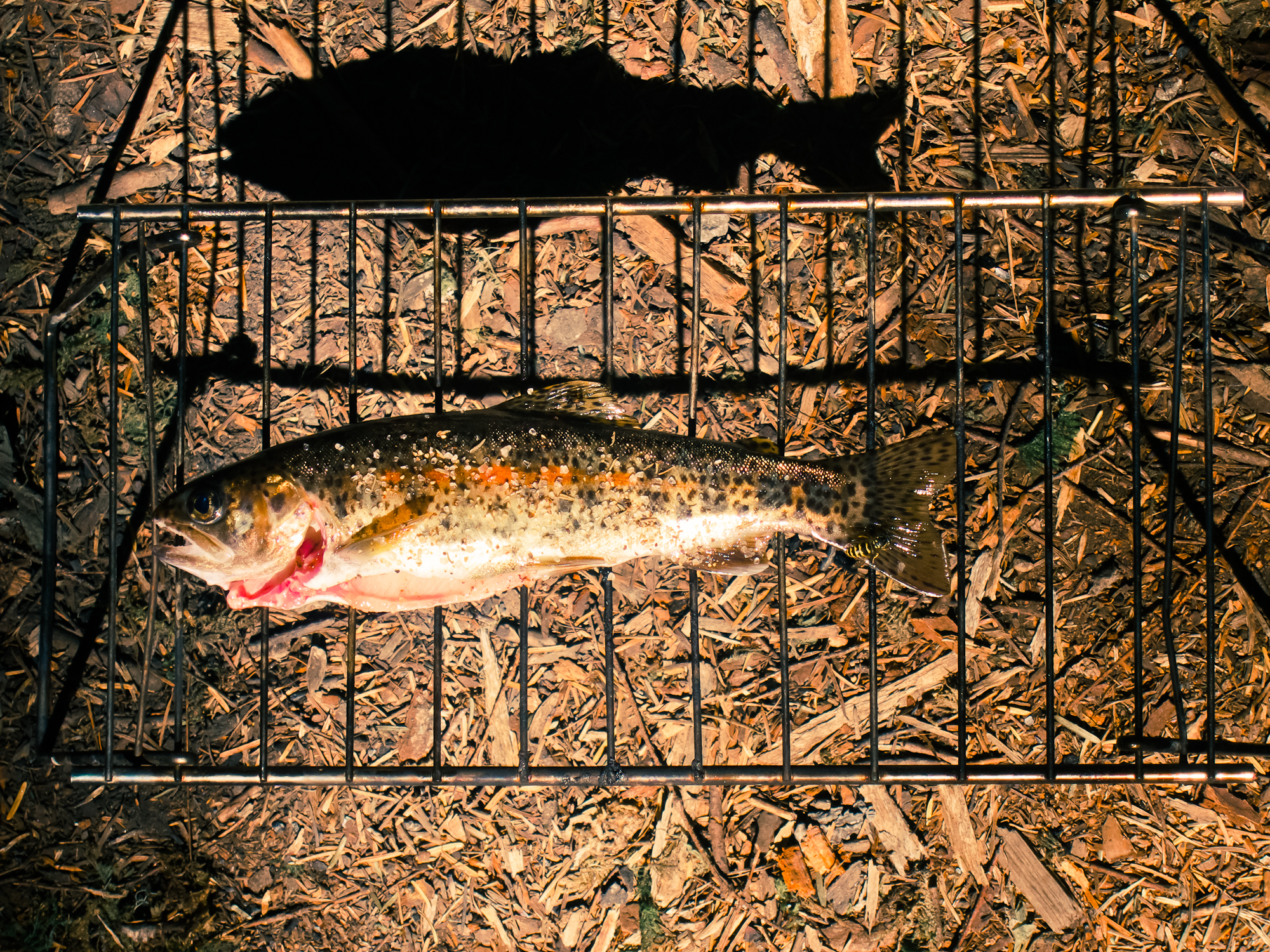 Breakfast trout