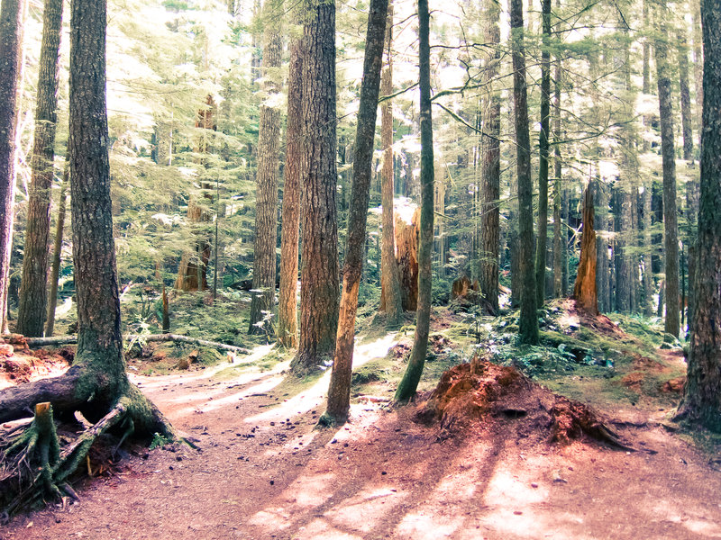 Lookit, woods!
