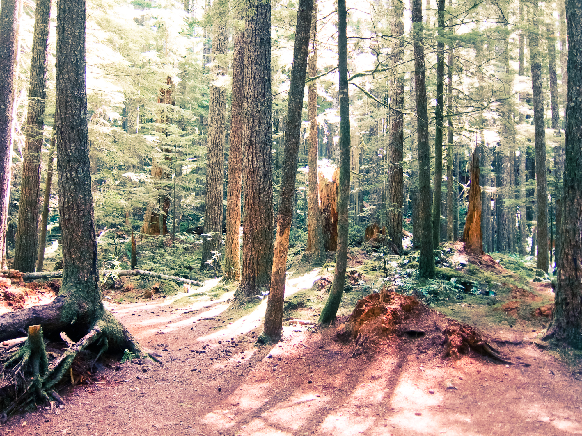 Lookit, woods!
