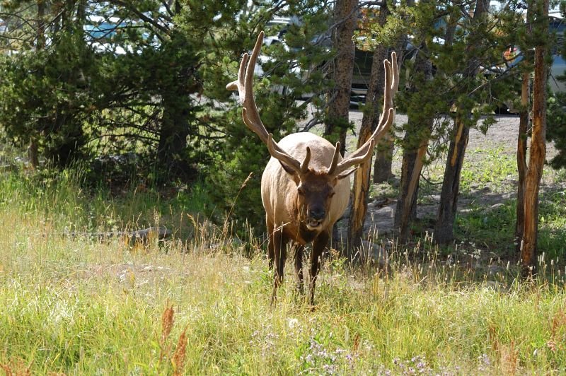 Elk head-on