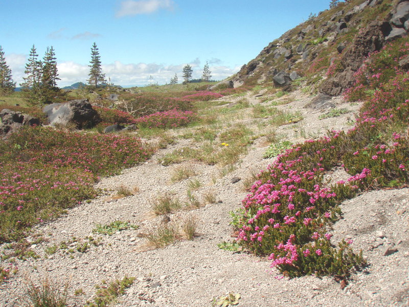 heather blooming