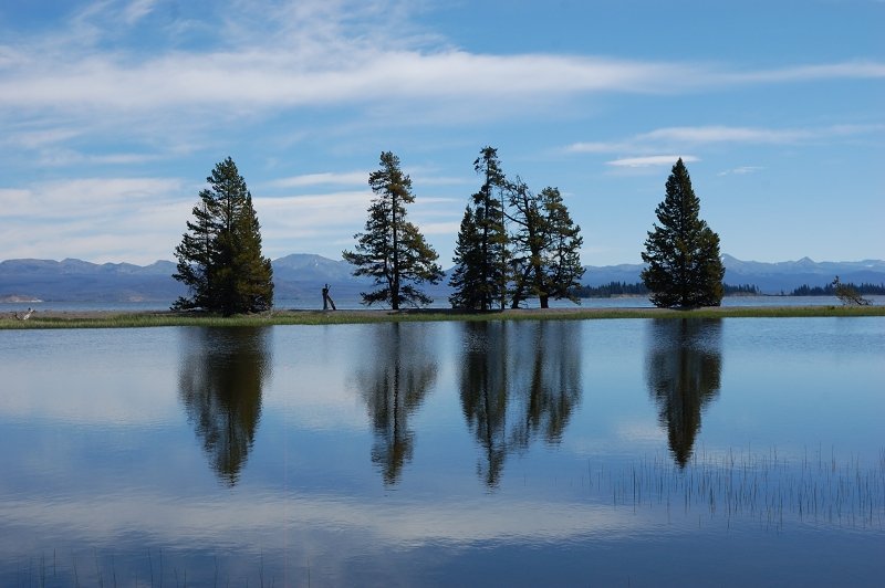 Trees on sandbar on Yellowstone Lake