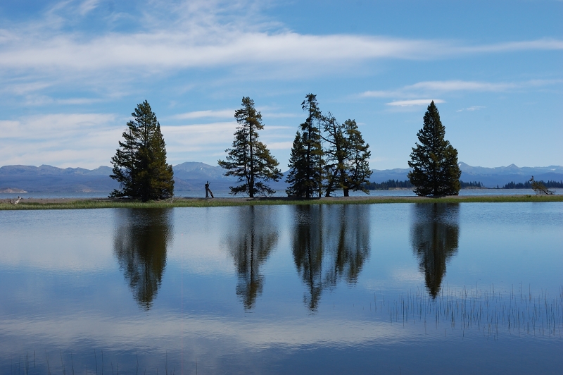 Trees on sandbar on Yellowstone Lake