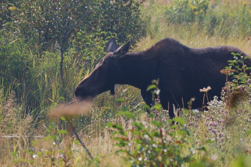 Moose